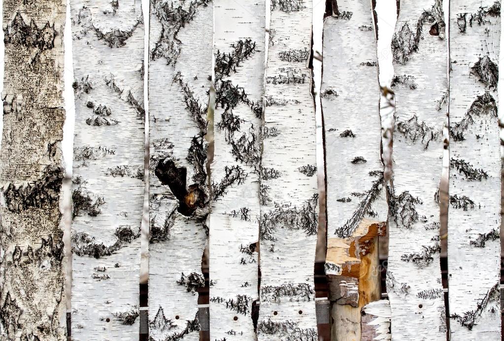 Birch wood fence texture