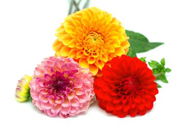 kasımpatı çiçekleri