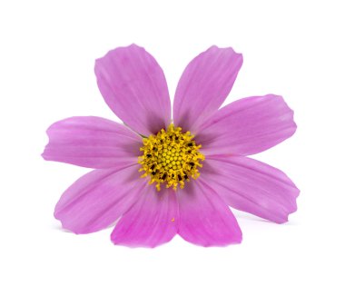 Mor cosmos çiçek
