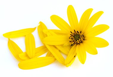 Sarı cosmos çiçek