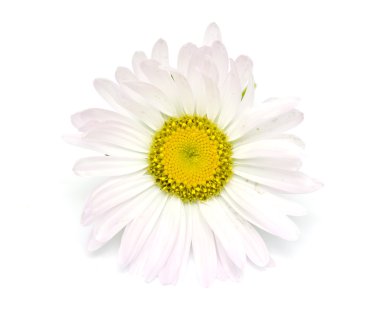 Doğa