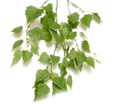 sonbahar huş ağacı yaprakları