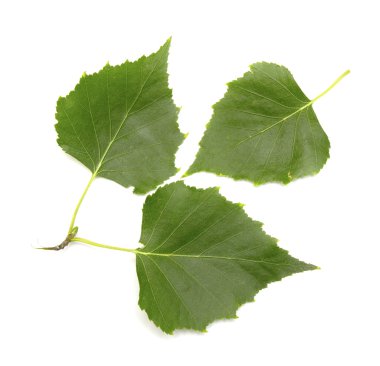 Yeşil huş ağacı yaprakları