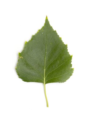 Yeşil huş ağacı yaprakları