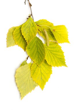 sonbahar huş ağacı yaprakları