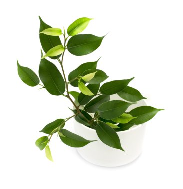 Ficus pota