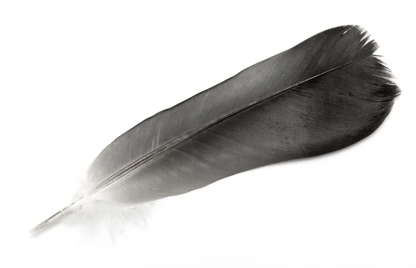 Feather of a bird on a white background — Stock Photo, Image