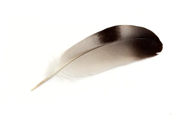 Plume d'oiseau sur fond blanc — Photo