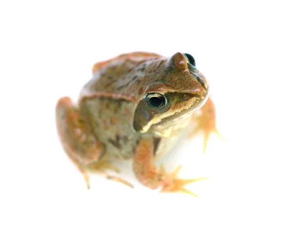 Frog - Rana temporaria — Stock Photo, Image