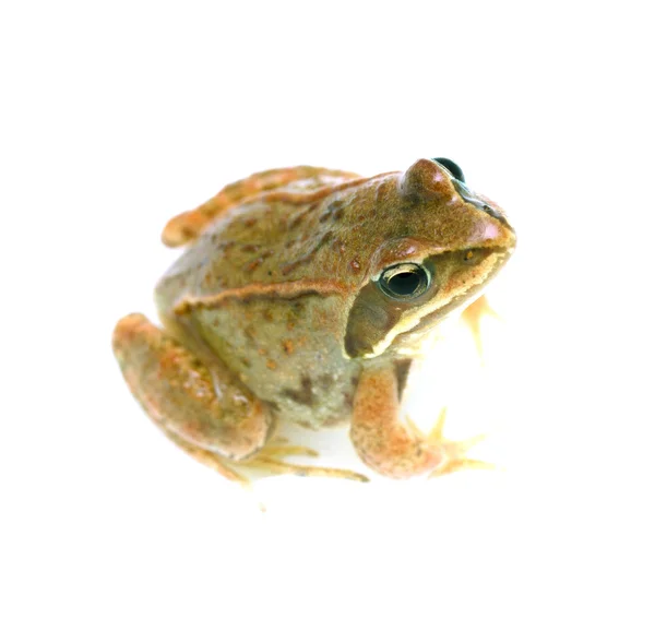 Frog - Rana temporaria — Stockfoto