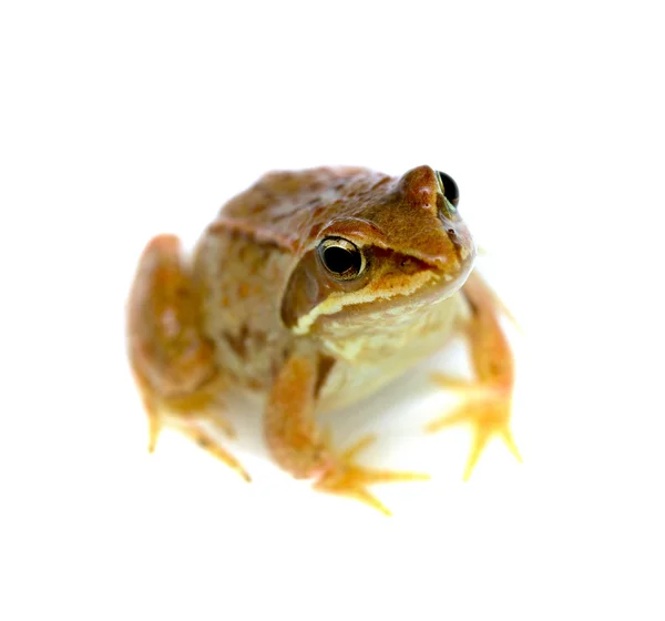 Frosch - rana temporaria — Stockfoto