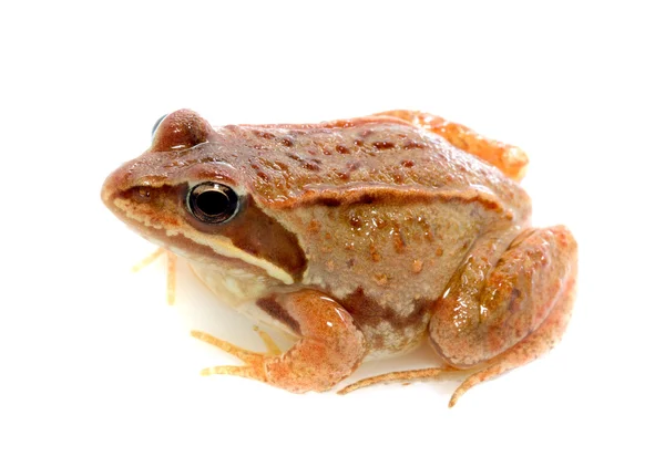 Frosch - rana temporaria — Stockfoto