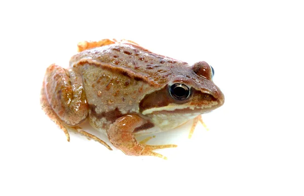 Frosch - rana temporaria — Stockfoto