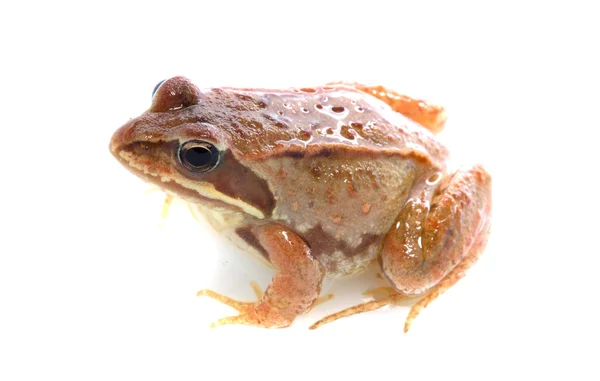 Frog - Rana temporaria — Stock Fotó