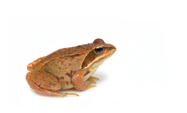 Frosch - rana temporaria — Stockfoto