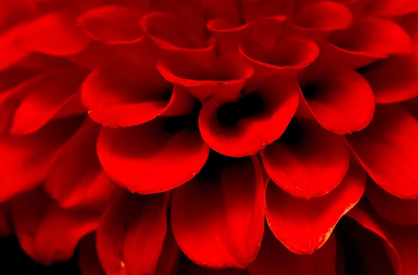 Flor de crisântemo vermelho — Fotografia de Stock