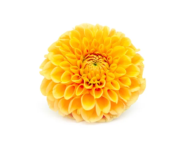 Sarı kasımpatı çiçeği — Stok fotoğraf