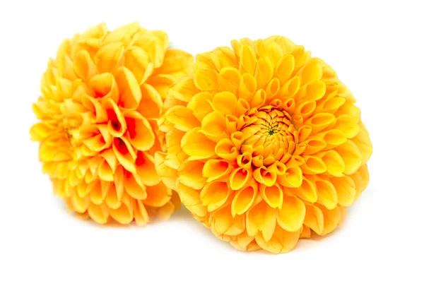 Yellow chrysanthemum flowers — Stock Photo, Image