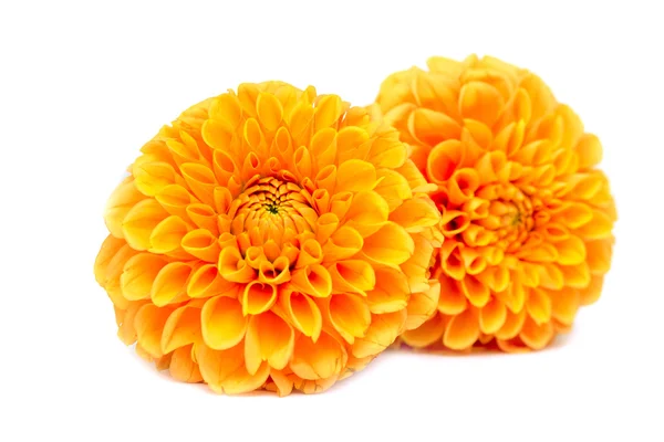 Yellow chrysanthemum flowers — Stock Photo, Image