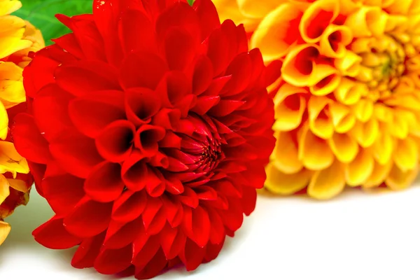 Chrysanthemum flowers — Stock Photo, Image