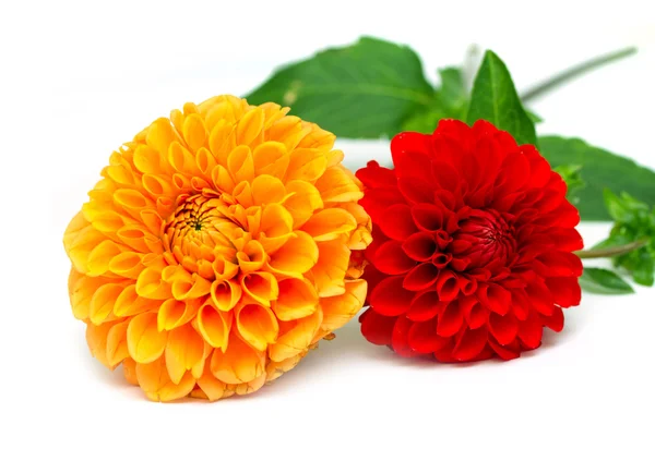 Chrysanthemum flowers — Stock Photo, Image