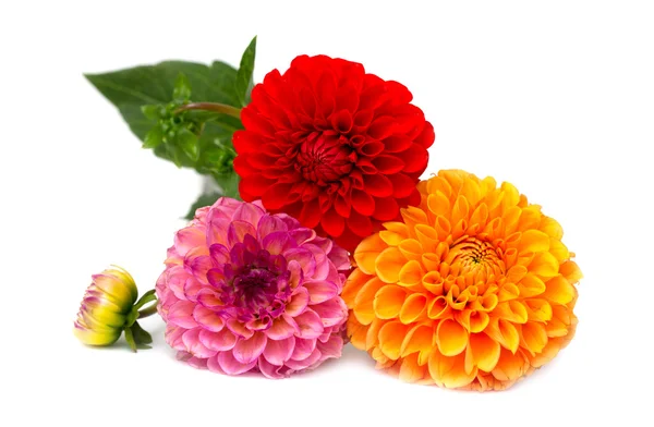 Chrysanthemum flowers — Stock Photo, Image