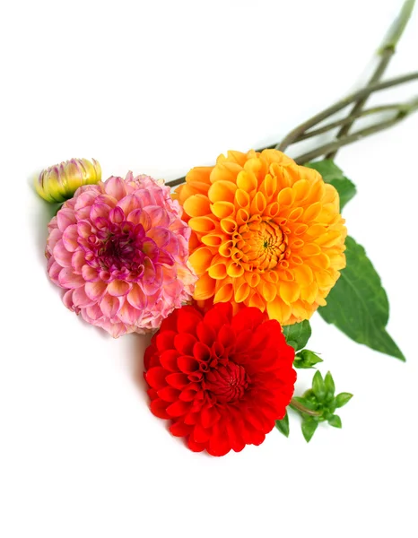 Chrysanthemenblüten — Stockfoto