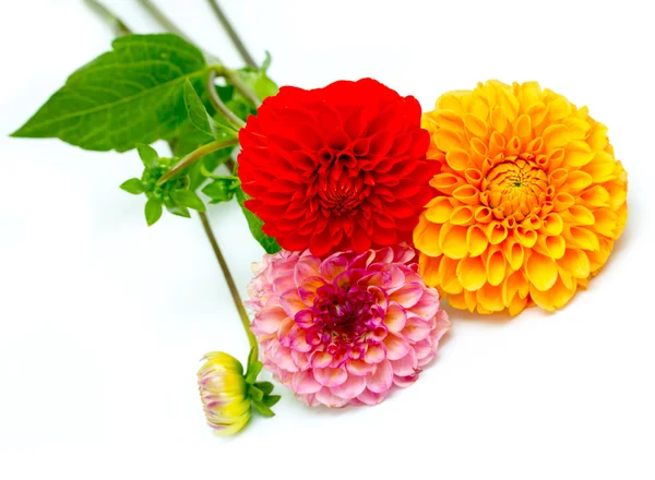 Chrysanthemum flowers — Stock Photo, Image