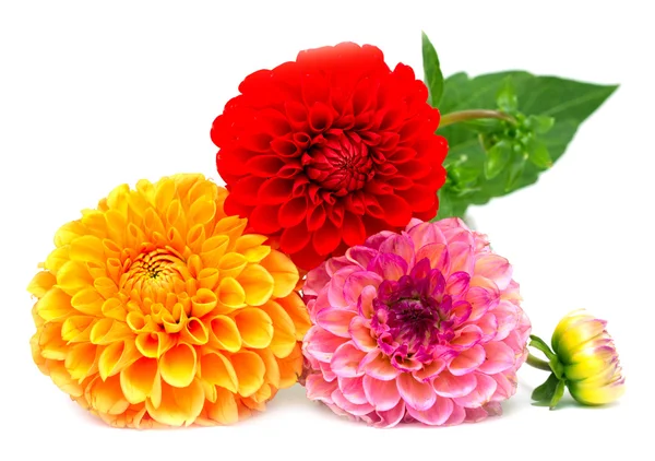 Chrysanthemum flowers — Stock Photo, Image