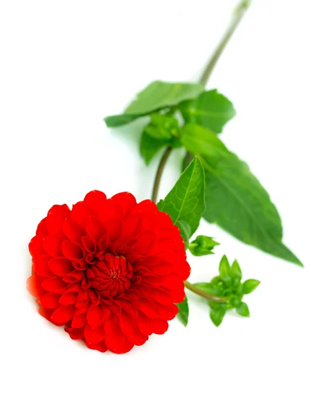 Red chrysanthemum flower — Stock Photo, Image