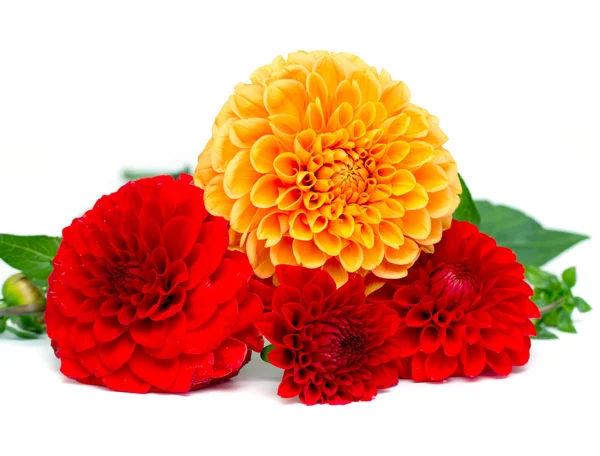 Chrysanthemum flowers — Stock Photo, Image