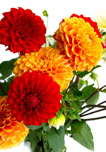 Chrysanthemenblüten — Stockfoto