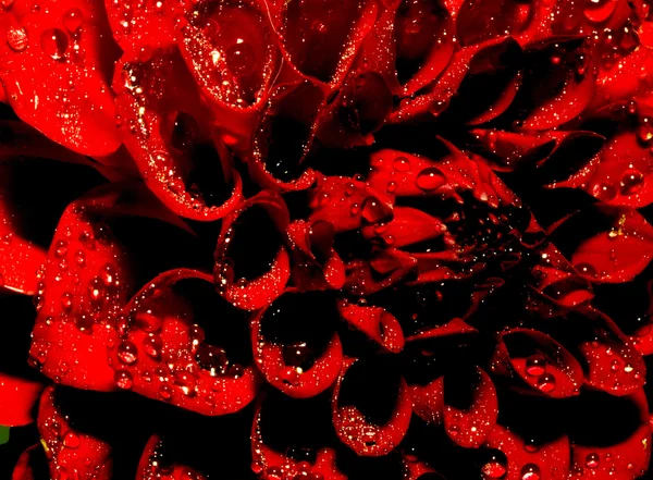 Dahlienblüte mit Wassertropfen — Stockfoto