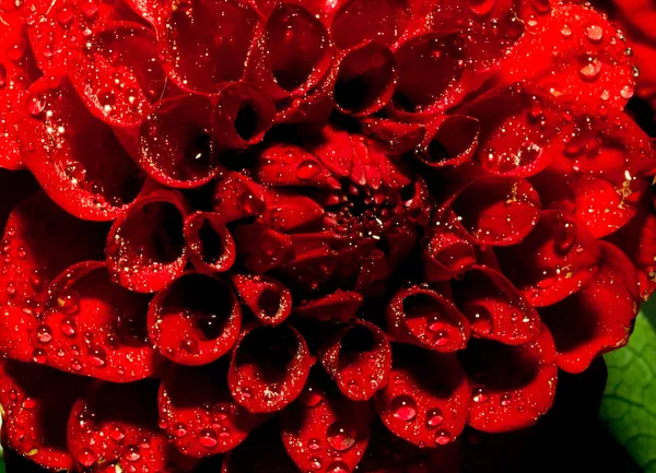 Dahlia flower with water drops — Stock Photo, Image