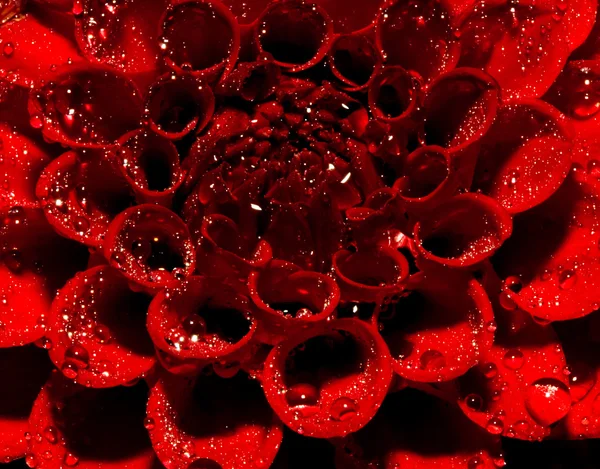 Dahlia flower with water drops — Stock Photo, Image