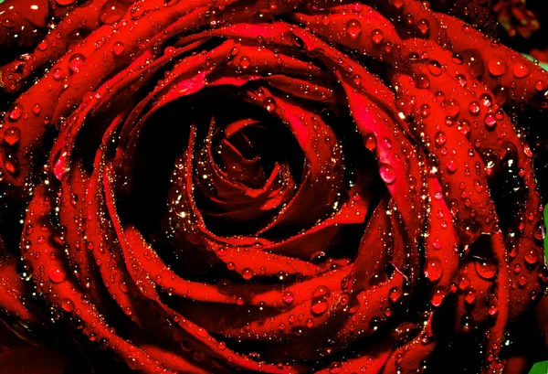 Rózsa virág vízcseppekkel — Stock Fotó