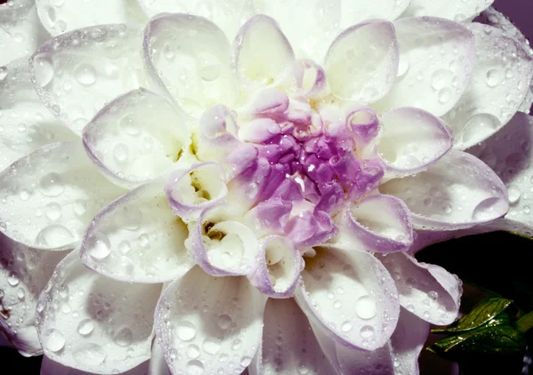 Witte dahlia bloem — Stockfoto