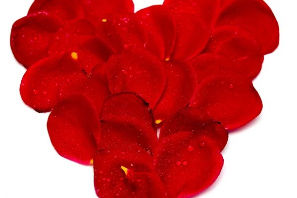 赤いバラの花びら — ストック写真