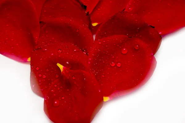 Pétalos de rosa roja — Foto de Stock