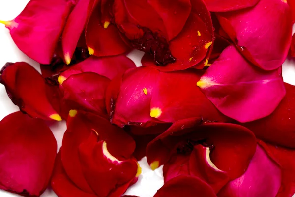 Røde roseblader – stockfoto