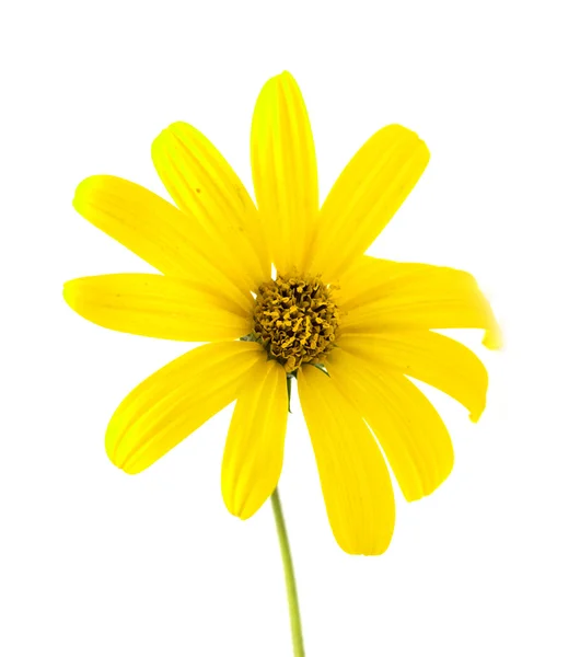 Virág sárga cosmos — Stock Fotó