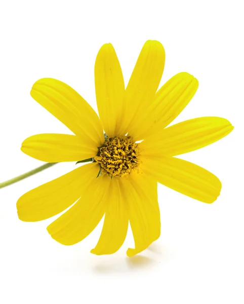 Flor amarilla Cosmos —  Fotos de Stock