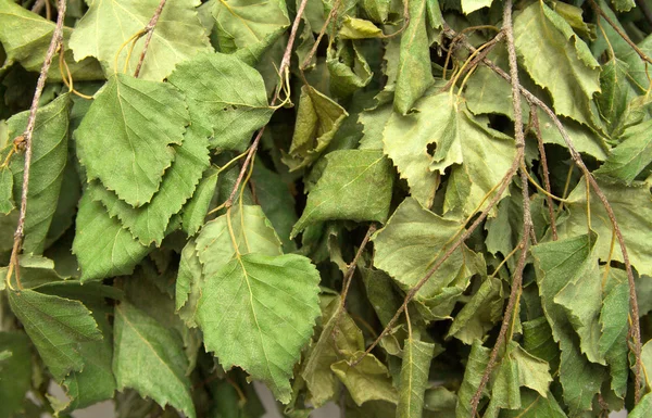 Folhas de vidoeiro secas — Fotografia de Stock