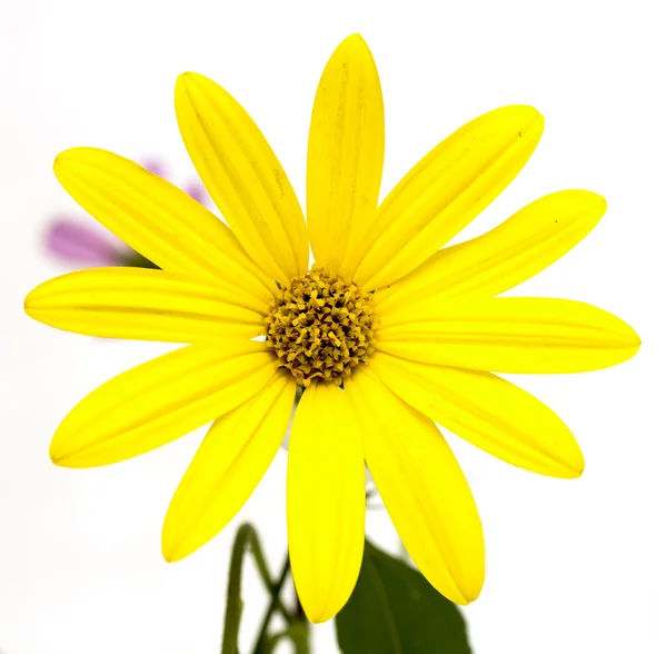 Flor amarilla Cosmos —  Fotos de Stock