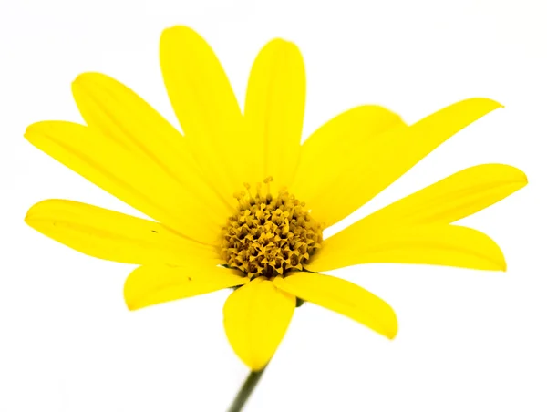 Amarelo Cosmos flor — Fotografia de Stock