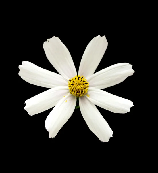 Flor de manzanilla —  Fotos de Stock