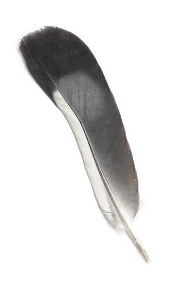 Feather of a bird — Stock Photo, Image