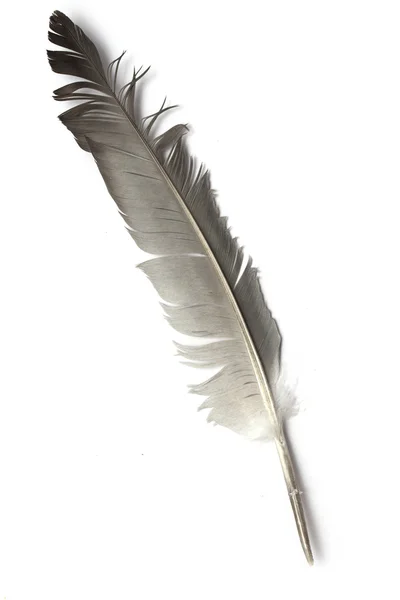 Feather of a bird — Stock Photo, Image