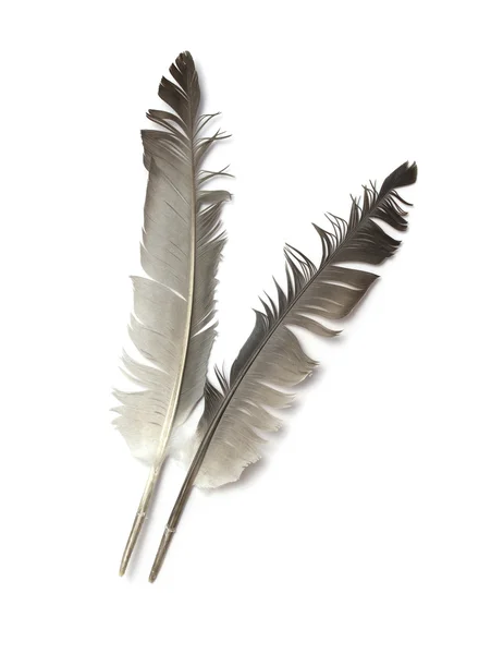 Feather of a bird — Stock Photo, Image