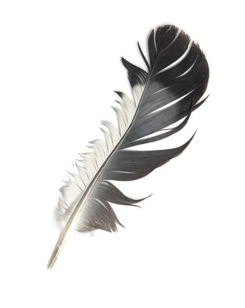 Feather of a bird — Stock Photo, Image